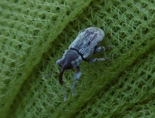 Réf. 346 269 : Pachytychius sp.